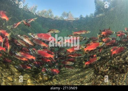 Le saumon kokané (Oncorhynchus nerka), les poissons sont scolarisés ensemble et migrent en amont pour frayer et terminer leur cycle de vie. Banque D'Images