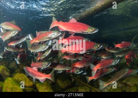 Le saumon kokané (Oncorhynchus nerka), les poissons sont scolarisés ensemble et migrent en amont pour frayer et terminer leur cycle de vie. Banque D'Images