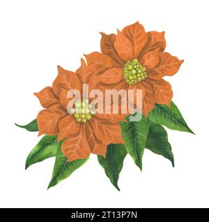 Fleurs de poinsettia de Noël aquarelle abricot. Les éléments sont isolés sur un fond blanc. Banque D'Images