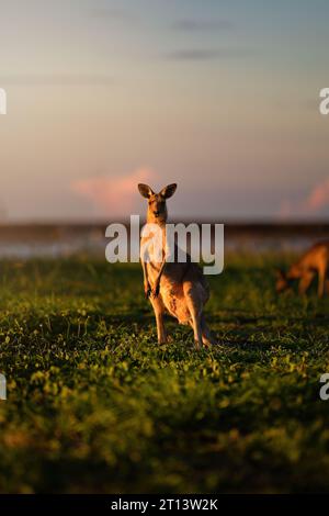 Jeune kangourou mangeant de l'herbe dans la nature australienne au coucher du soleil en Australie Banque D'Images