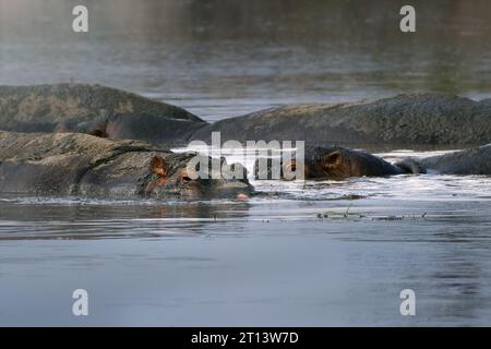 Grand hippo africain gris sauvage dans la savane du Parc national du Serengeti, Tanzanie, Afrique Banque D'Images