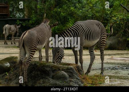 De beaux animaux zébrés mangent de l'herbe, la mère et l'enfant zèbres mangent de l'herbe verte dans le zoo, espace de copie pour le texte Banque D'Images