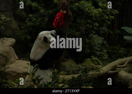 Image rapprochée de panda grimpant à l'arbre pour la feuille de bambou dans la base de recherche de Chengdu de l'élevage de panda géant, Sichuan, Chine. La vie des personnes en danger Banque D'Images