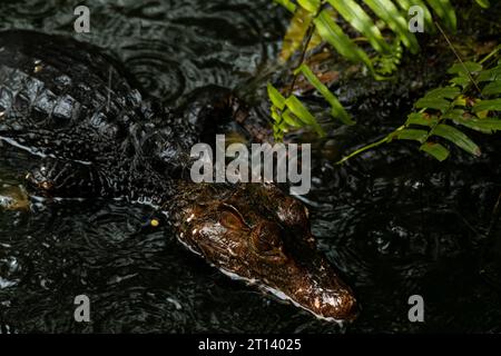 La tête de Caïman émergeant de l'eau un jour de pluie derrière la fougère, image clé sombre, espace de copie pour le texte Banque D'Images