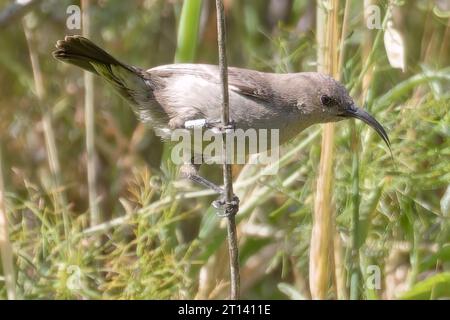 Oiseau-soleil Nectarinia jugularis mâle nourrissant les poussins nouveau-nés sur la branche, alimentation oiseau-soleil, oiseau-soleil planant Banque D'Images