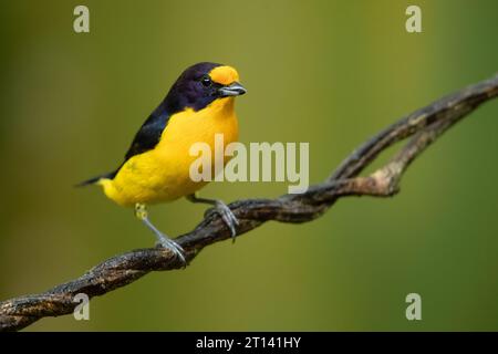 L'euphonie violacée (Euphonia violacea) est un petit oiseau passerin de la famille des vrais finch Fringillidae. Banque D'Images