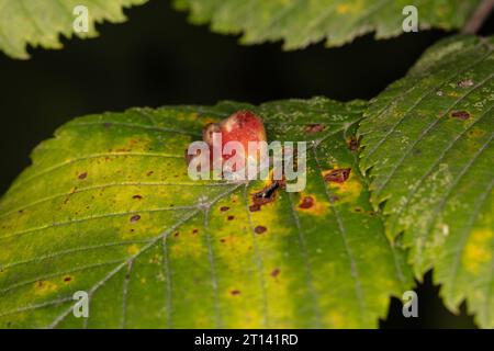 Aceria macrorhynchus et Artacris macrorhynchus, acariens Gall. Ils sont membres du groupe des arachnides, qui comprend les araignées et les acariens Banque D'Images