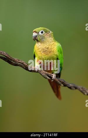 La perruche à ventre marron (Pyrrhura frontalis) est un petit perroquet trouvé du sud-est du Brésil au nord-est de l'Argentine Banque D'Images