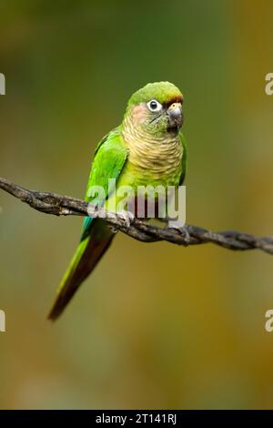 La perruche à ventre marron (Pyrrhura frontalis) est un petit perroquet trouvé du sud-est du Brésil au nord-est de l'Argentine Banque D'Images