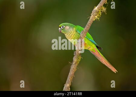 La perruche à ventre marron (Pyrrhura frontalis) est un petit perroquet trouvé du sud-est du Brésil au nord-est de l'Argentine Banque D'Images