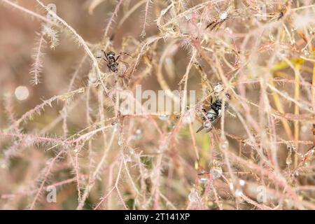 mouche et fourmi assis sur l'herbe couverte de rosée Banque D'Images