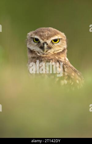 Le hibou des terriers (Athene cunicularia), également appelé le choque, est un petit hibou à longues pattes, principalement terrestre Banque D'Images