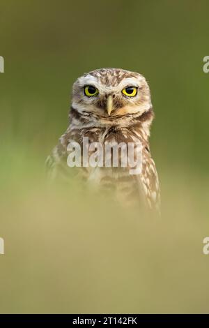 Le hibou des terriers (Athene cunicularia), également appelé le choque, est un petit hibou à longues pattes, principalement terrestre Banque D'Images