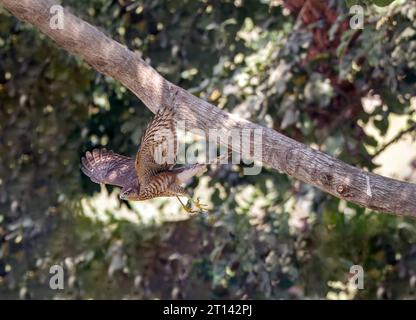 Sparrowhawk eurasien Accipiter nisus oiseau de proie également connu sous le nom de sparrowhawk du nord ou sparrowhawk assis sur une branche. Faune dans la nature Banque D'Images