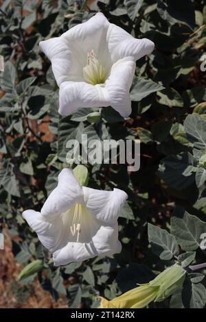 Gros plan de fleurs indiennes Datura aux pétales blancs poussant dans un jardin luxuriant Banque D'Images