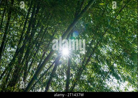 La lumière du soleil scintille à travers la forêt de bambous sur la colline. Le paysage le long de l'autoroute Alishan. Comté de Chiayi, Taïwan. Banque D'Images