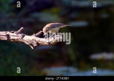 La chiffballe commune, lat. phylloscopus collybita, assis sur la branche de la brousse au printemps et à la recherche de nourriture. Mignonne petite paruline. Songbird dans la faune. Banque D'Images