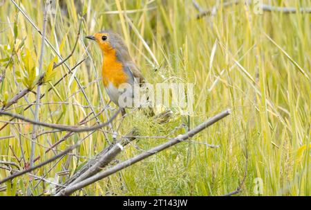 Le Robin erithacus rubecula européen le plus communément connu en Europe anglophone simplement sous le nom de Robin, est un petit oiseau passereau insectivore qui était Banque D'Images