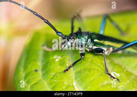Aromia moschata, coléoptère musqué, par un coléoptère magnifiquement coloré, gros plan sur la tête Banque D'Images