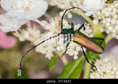 Aromia moschata, coléoptère musqué, par un coléoptère magnifiquement coloré, vue de dessus Banque D'Images