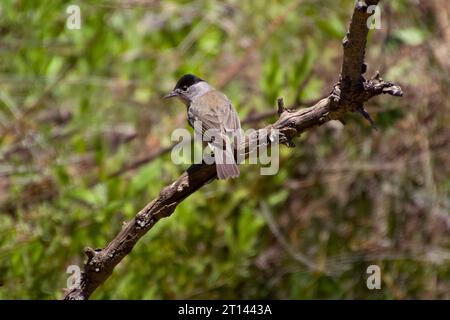 Le blackcap mâle eurasien se trouve sur la branche de bouleau entre les autres branches de bouleau et chante. Portrait d'homme en gros plan. Petits oiseaux gris olive-dessus et Banque D'Images