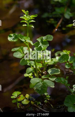 Cardamine amara, connue sous le nom de grande cresson amère. Forêt de printemps. fond floral d'une plante en fleurs. Banque D'Images