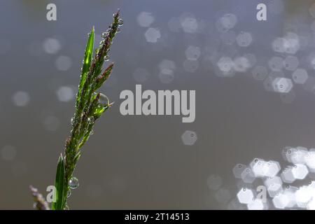 L'herbe verte fraîche avec des gouttes de rosée close up. L'eau driops sur l'herbe fraîche après la pluie. La lumière rosée du matin sur l'herbe verte. Banque D'Images