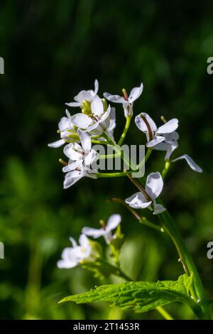 Fleurs de moutarde à l'ail Alliaria petiolata gros plan. Alliaria petiolata, ou moutarde à l'ail, est une plante à fleurs bisannuelle de la famille des moutarde Brassic Banque D'Images