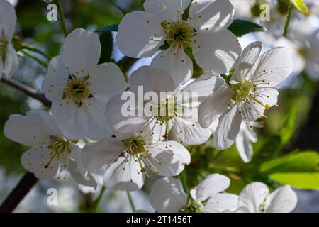 Foyer sélectif de belles branches de cerisiers en fleurs sur l'arbre sous ciel bleu, belles fleurs Sakura pendant la saison de printemps dans le parc, Floral Banque D'Images