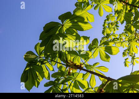 Feuilles de châtaigne vertes dans une belle lumière. Saison du printemps, couleurs du printemps. Aesculus hippocastanum, le châtaigne de cheval. Banque D'Images