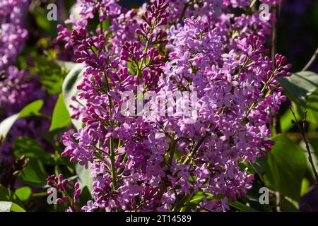 les arbustes à lilas violets fleurissent au printemps. Magnifique papier peint floral nature dans le jardin vert. Banque D'Images