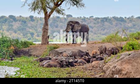 Groupe de buffles africains au repos et un éléphant vu au parc national Queen Elizabeth en Ouganda, Afrique Banque D'Images