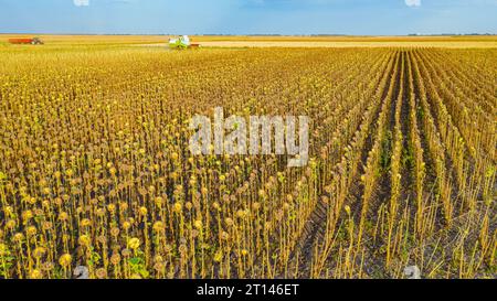 Vue aérienne, la récolteuse agricole coupe et récolte du tournesol mûr dans les champs de ferme. Le tracteur avec remorque attelée attend de décharger g Banque D'Images