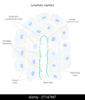 Le système lymphatique. Structure de l'extrémité terminale du capillaire lymphatique et du tissu environnant. Illustration de Vecteur