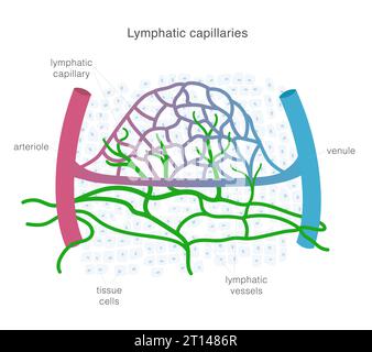 Système lymphatique des capillaires et vaisseaux en complexe avec les vaisseaux sanguins. Illustration scientifique de la circulation lymphatique. Illustration de Vecteur