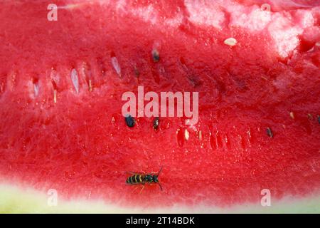 Gros plan de la chair d'une pastèque rouge et rose mûre avec une abeille assise dessus Banque D'Images