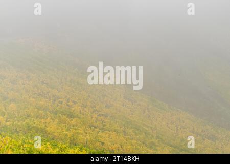 Vue sur un vignoble brumeux près de la ville allemande Bernkastel-Kues Banque D'Images