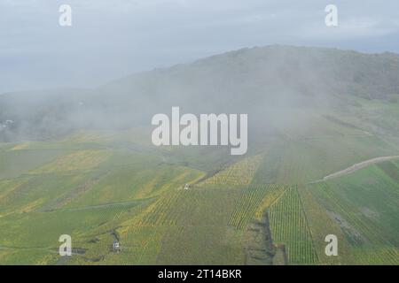 Vue sur un vignoble brumeux près de la ville allemande Bernkastel-Kues Banque D'Images
