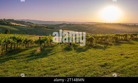 Coucher de soleil sur les vignobles dans le sud-ouest de Bologne : indication géographique protégée zone de vin typique nommé 'Pignoletto'. Province de Bologne, Emilia R Banque D'Images
