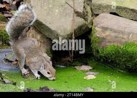 Écureuil gris buvant Sciurus carolinensis, fourrure grise de fin d'été teintée de rouge par endroits queue touffue dans la peau d'oiseau buvant de l'étang à travers l'herbe Banque D'Images