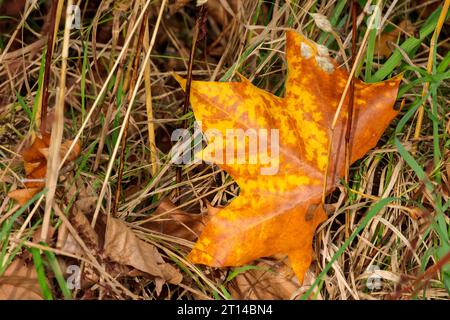 Feuille d'érable britannique d'automne, érable de champ Acer campestre, brun jaune doré avec cinq lobes pointus une grande feuille large tombée avec tige sur l'herbe Banque D'Images