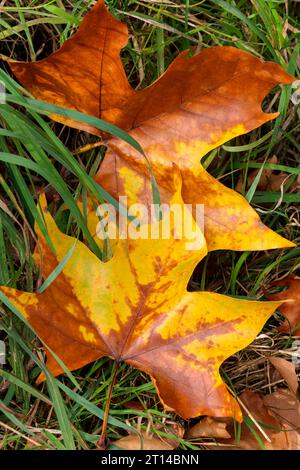 Automne UK feuilles d'érable, Field Maple Acer campestre, brun jaune doré avec cinq lobes pointus une grande feuille large tombée avec tige sur l'herbe Banque D'Images