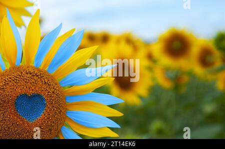 Tournesol avec centre en forme de coeur bleu, pétales jaunes et bleus. Couleurs du drapeau national. Love Ukraine concept. Jour de l'indépendance de l'Ukraine jour drapeau contre Banque D'Images