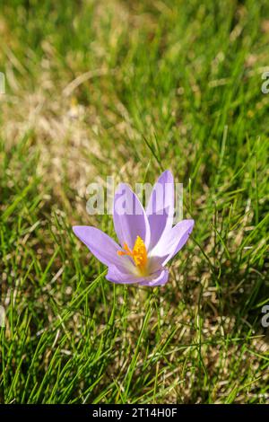 Crocus nudiflorus fleurit magnifiquement dans la prairie vibrante. Banque D'Images