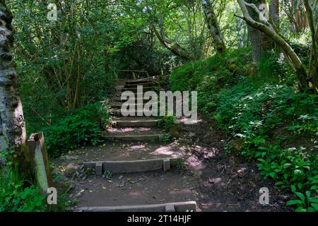 Marches grimpant à travers les bois sur le chemin de la cascade Mallyan Spout dans le Goathland Yorkshire. Banque D'Images