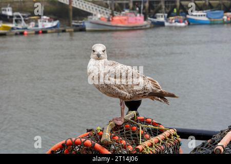 Un jeune Goéland argenté, regardant la caméra, debout sur le dessus d'un pot de homard dans le port de Whitby. Banque D'Images