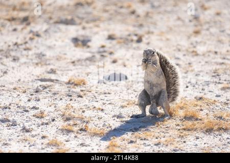 (Ha83 inauris) debout sur ses pattes arrière. Ce rongeur vit dans des zones arides de l'Afrique australe. C'est un animal social vivant Banque D'Images