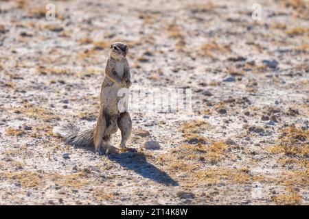 (Ha83 inauris) debout sur ses pattes arrière. Ce rongeur vit dans des zones arides de l'Afrique australe. C'est un animal social vivant Banque D'Images