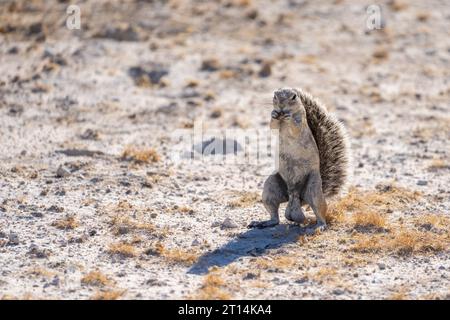 (Ha83 inauris) debout sur ses pattes arrière. Ce rongeur vit dans des zones arides de l'Afrique australe. C'est un animal social vivant Banque D'Images