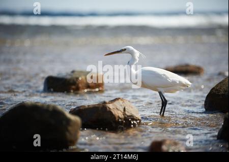 Blanc face Heron debout sur le rivage rocheux sur la côte de la mer Rouge. Banque D'Images